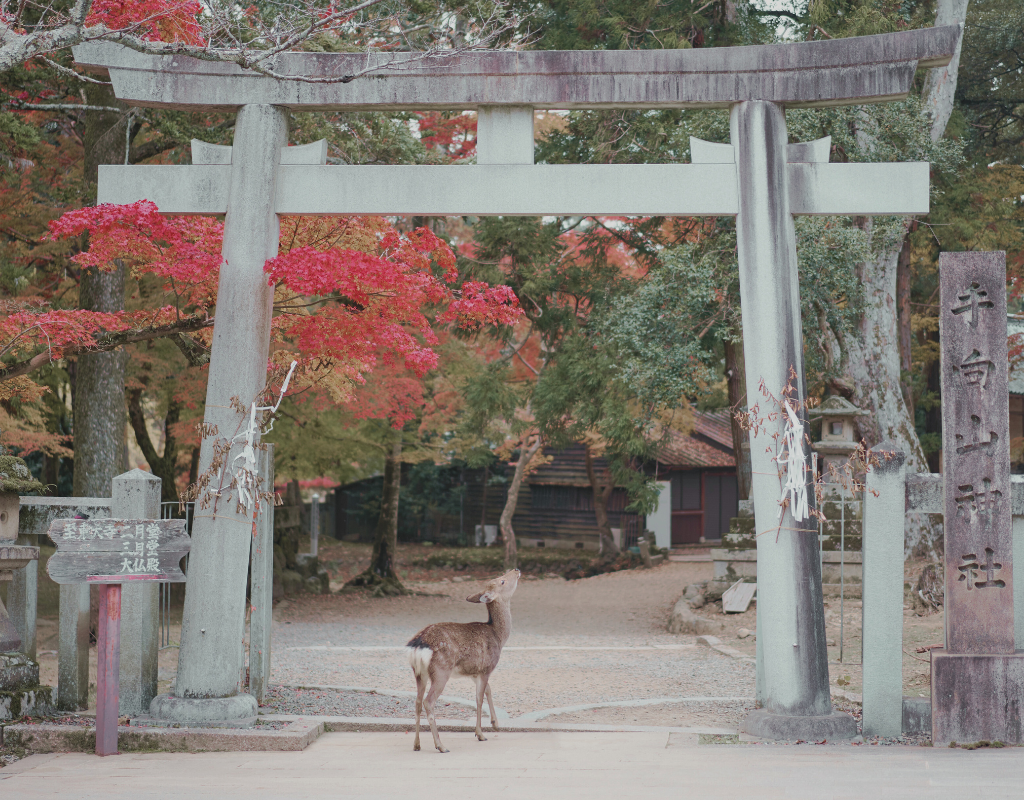 autumn foliage in Nara