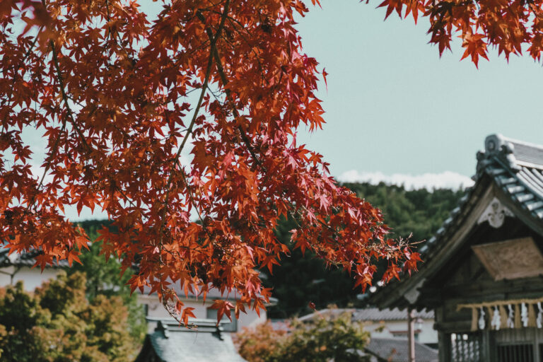 autumn foliage in Japan
