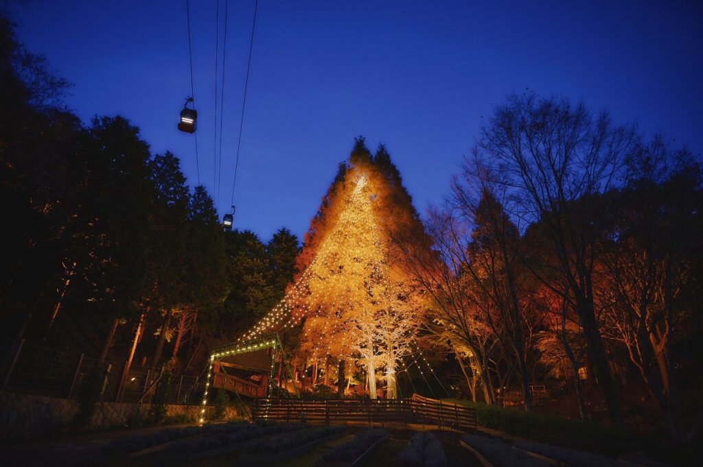 a 25-meter Metasequoia tree adorned with 1,600 bulbs