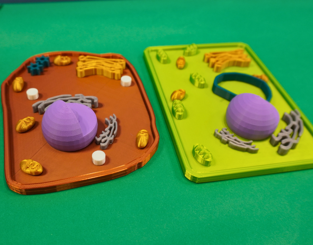 3D print of the cells, at workshop of Laurus International School of Science's fair