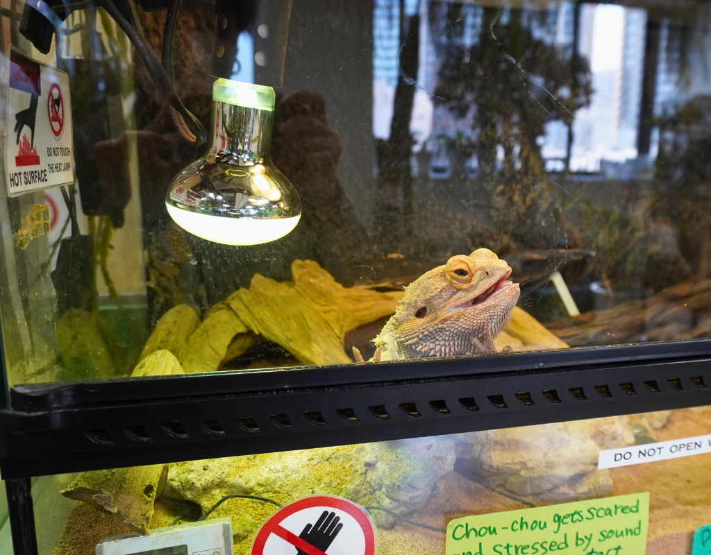 Bearded_Dragon