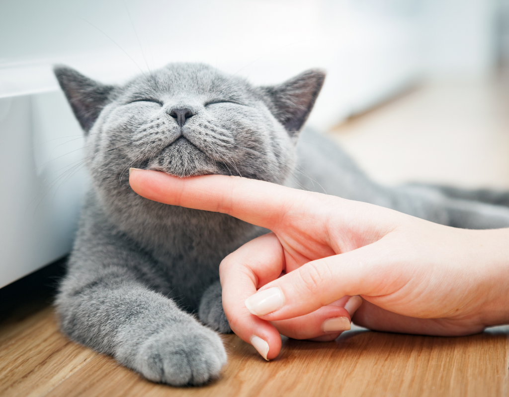 A cat which is not in the 12 animals of the zodiac