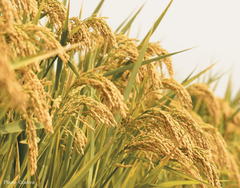 rice farm