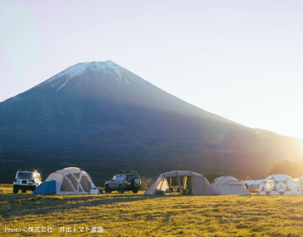 Fuji Tomato Field