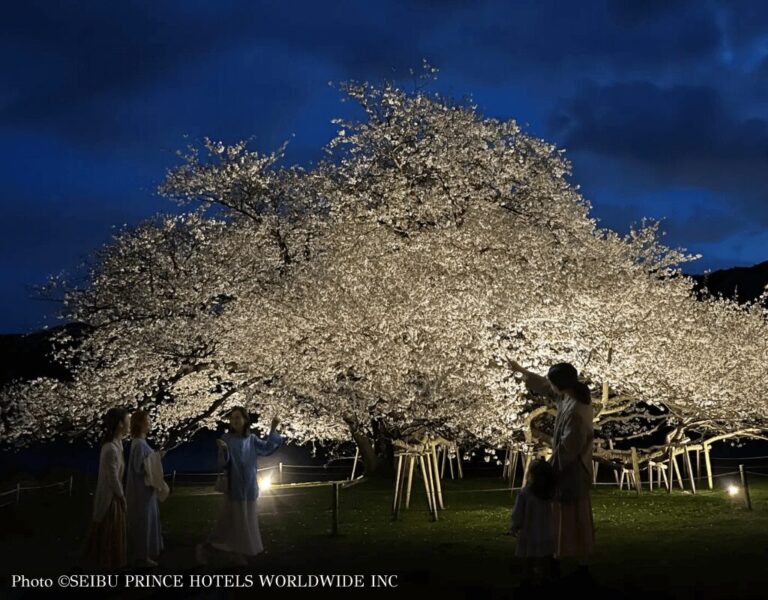 Sakura light up