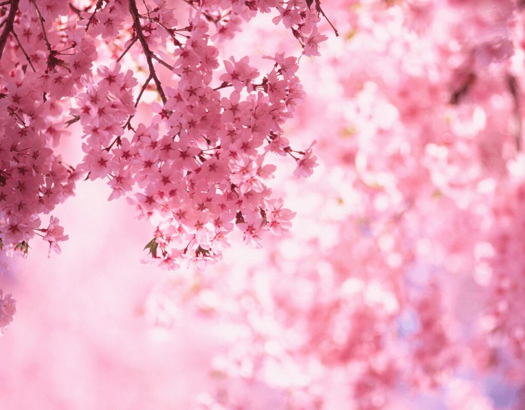 Cherry Blossom
