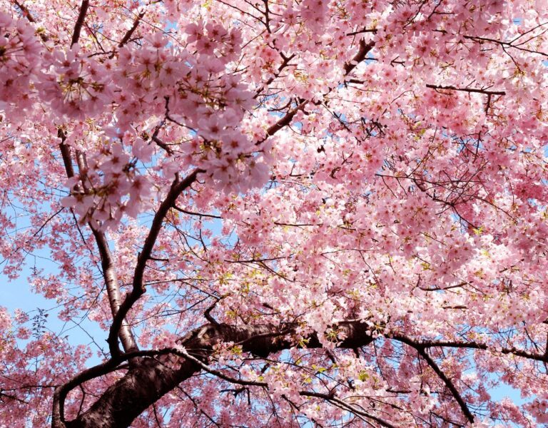 Vernal Equinox Day