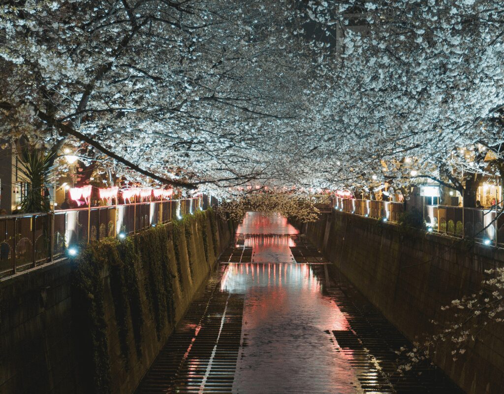 Yosakura