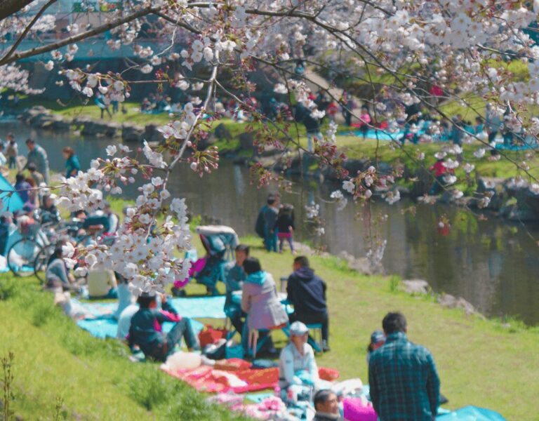 Hanami Festivals in Japan