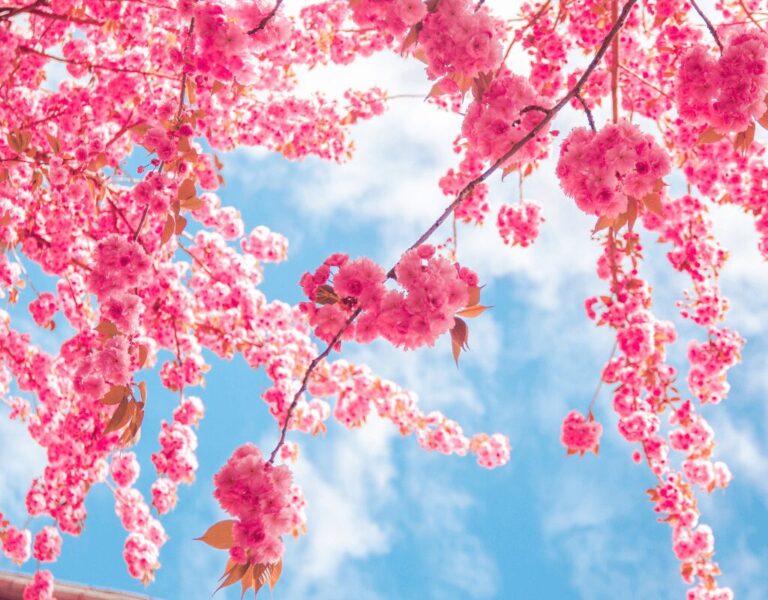 Japan in April with cherry blossoms