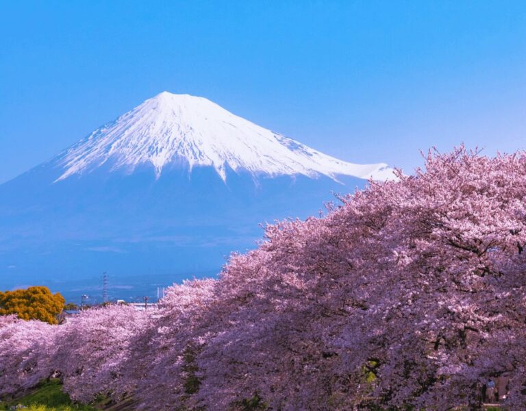 Cherry Blossom Forecast for 2025