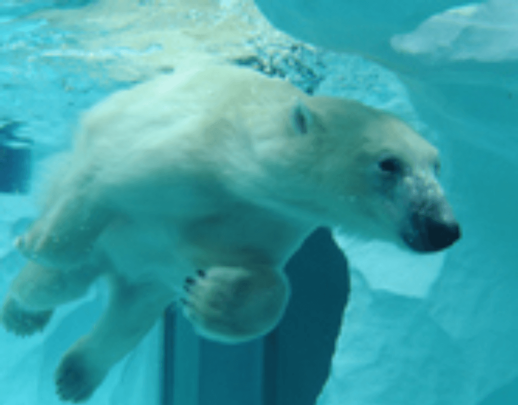 Ueno Zoo