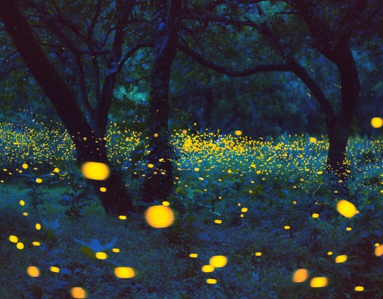 Firefly Viewing in Japan