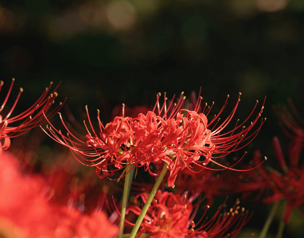 Red Spider Lily, Japanese Flowers