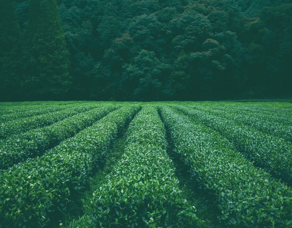 Green Tea Farm