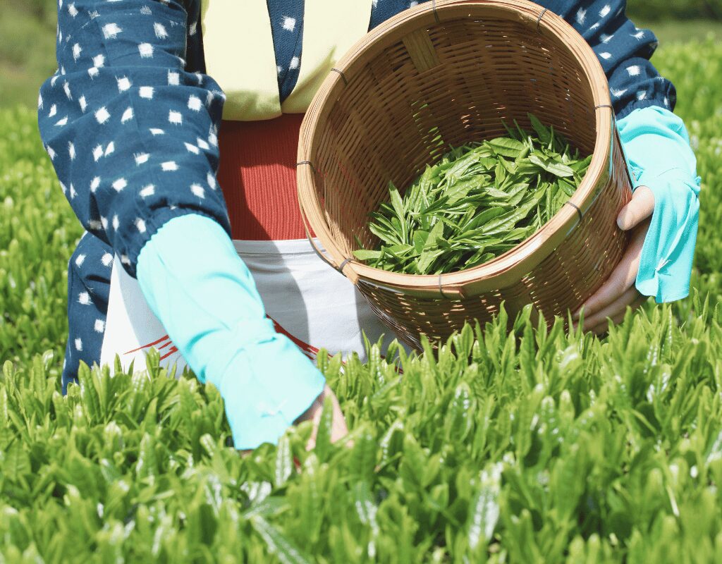 Green Tea Picking In Japan
