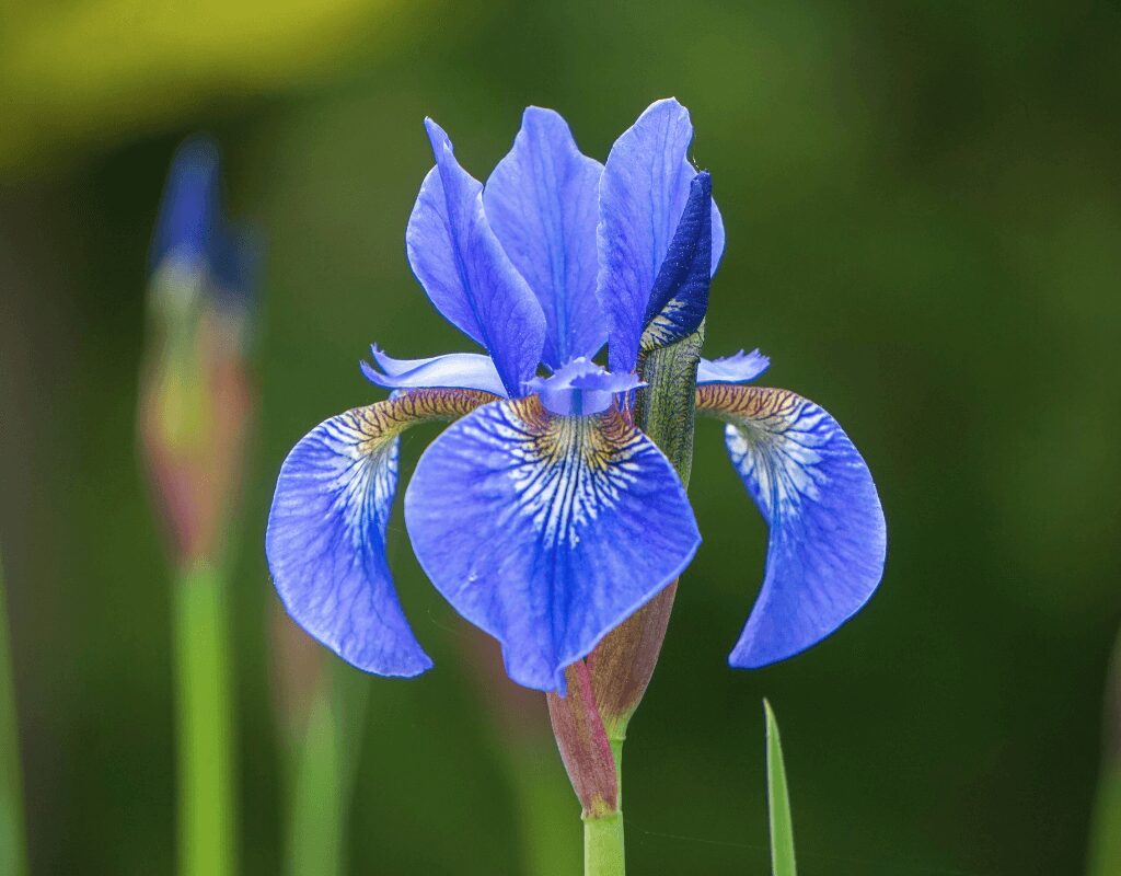 Iris