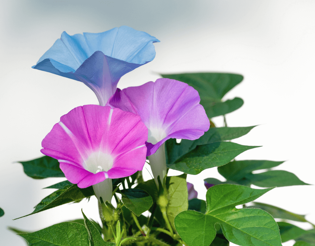Morning Glory