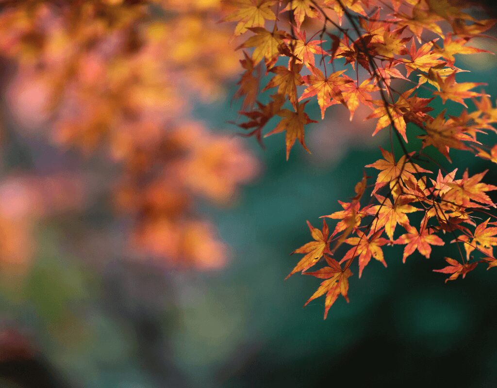 Maple Leaves