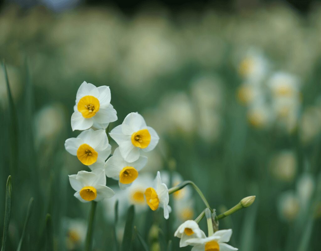 Narcissus