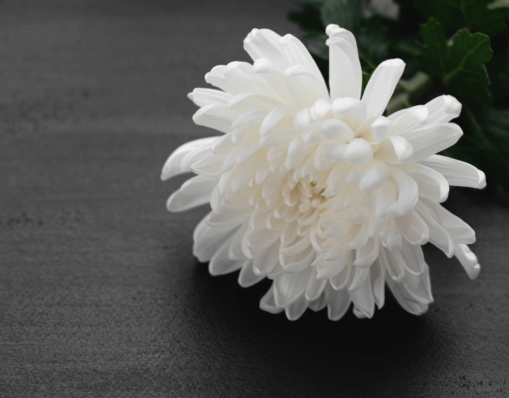 Chrysanthemum