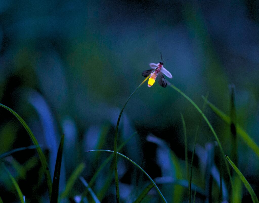 Firefly in Japan