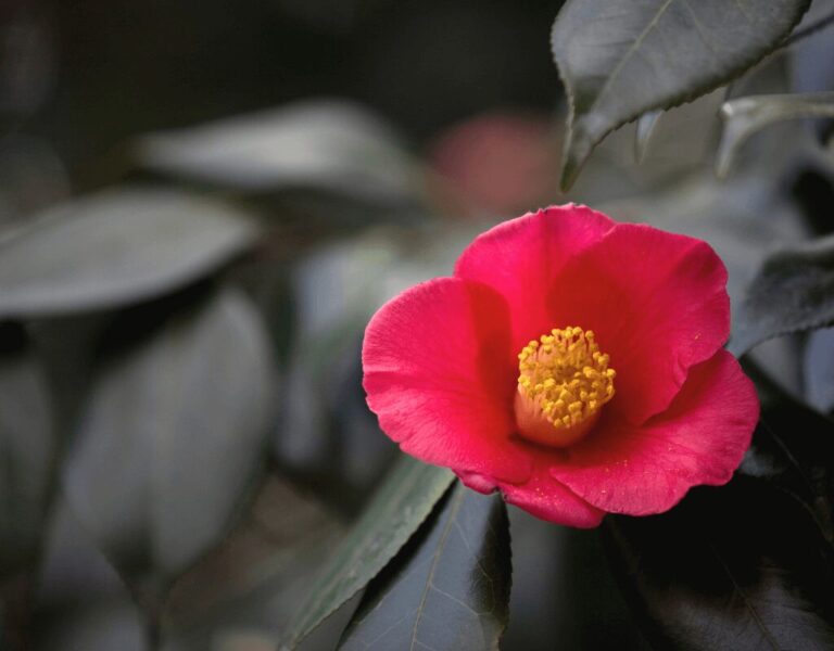 Camellia