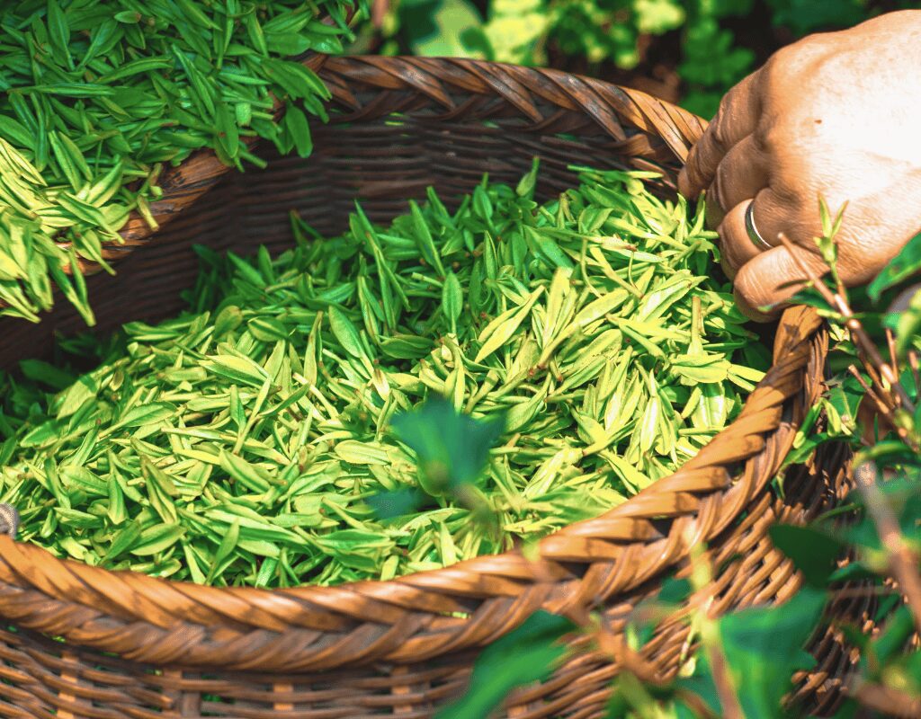 Harvest Green Tea Leaves