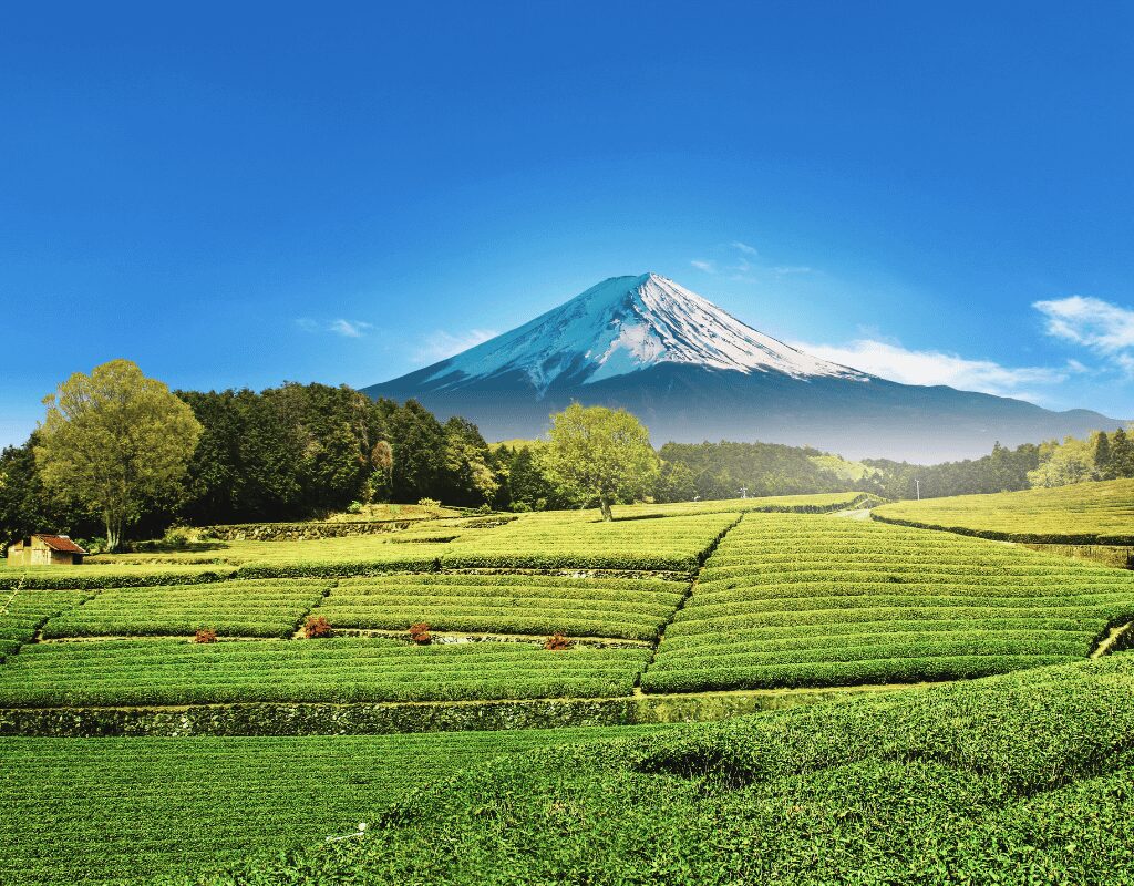 Shizuoka