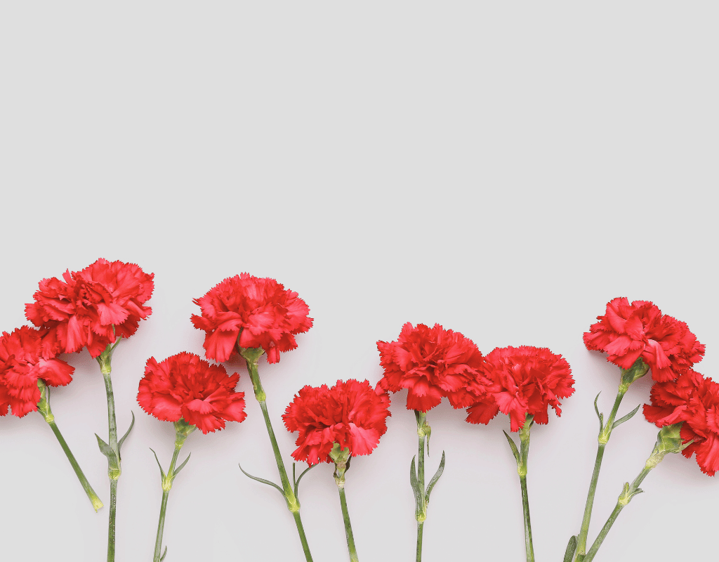 Carnations