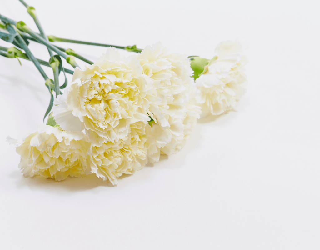 White Carnations