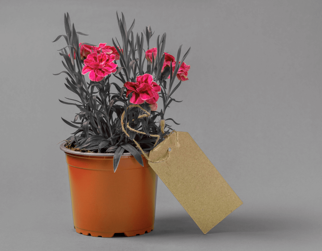 Potted Plants
