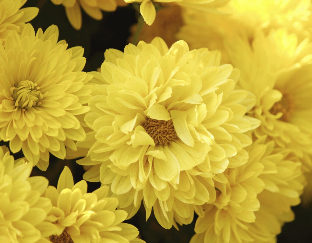 Chrysanthemums