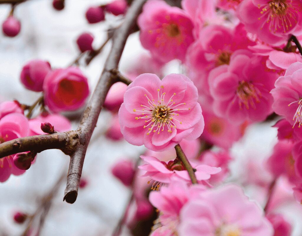 Plum Blossom