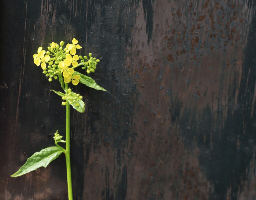 Rapeseed Flower