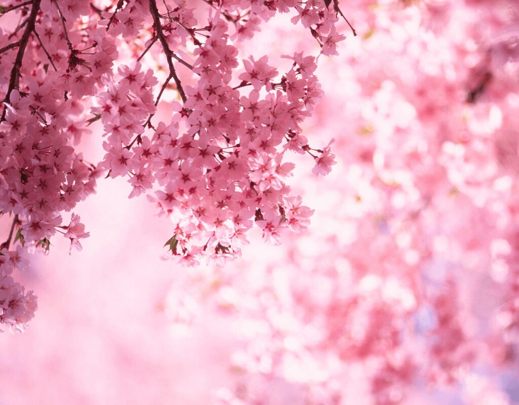 Cherry Blossom