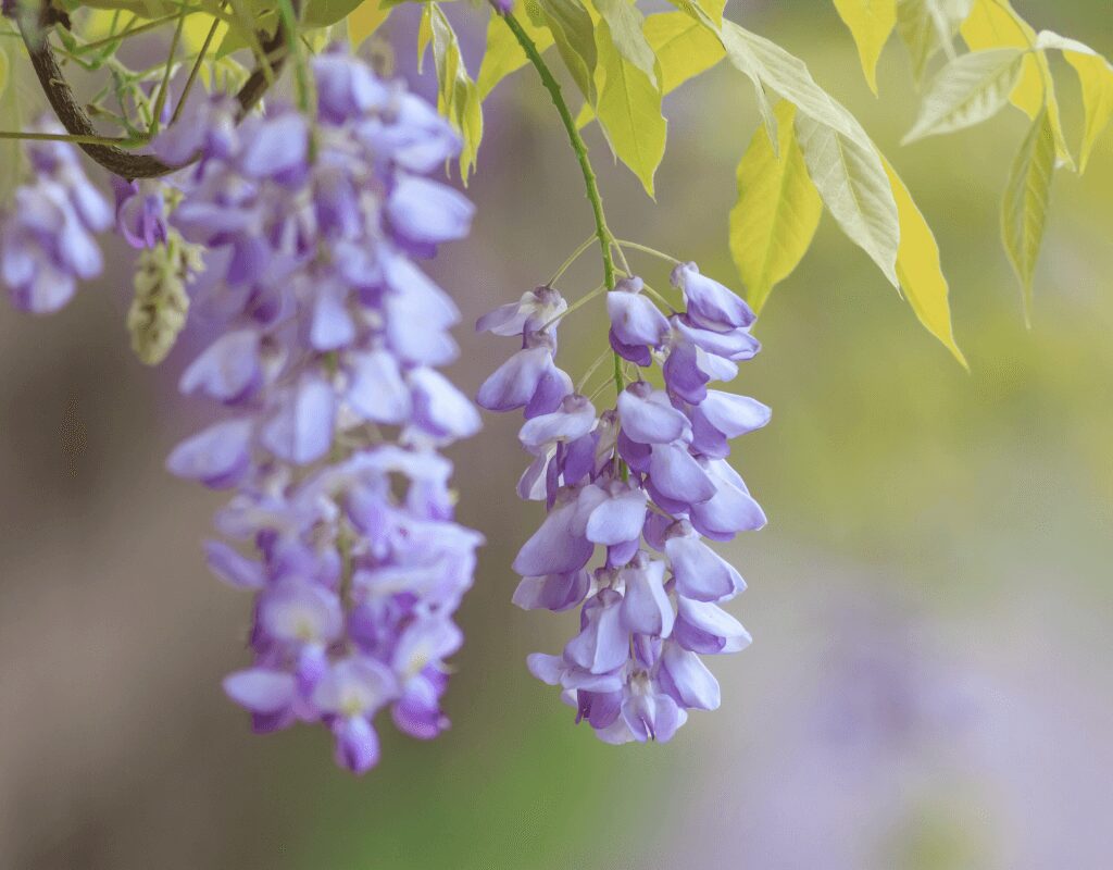 Wisteria