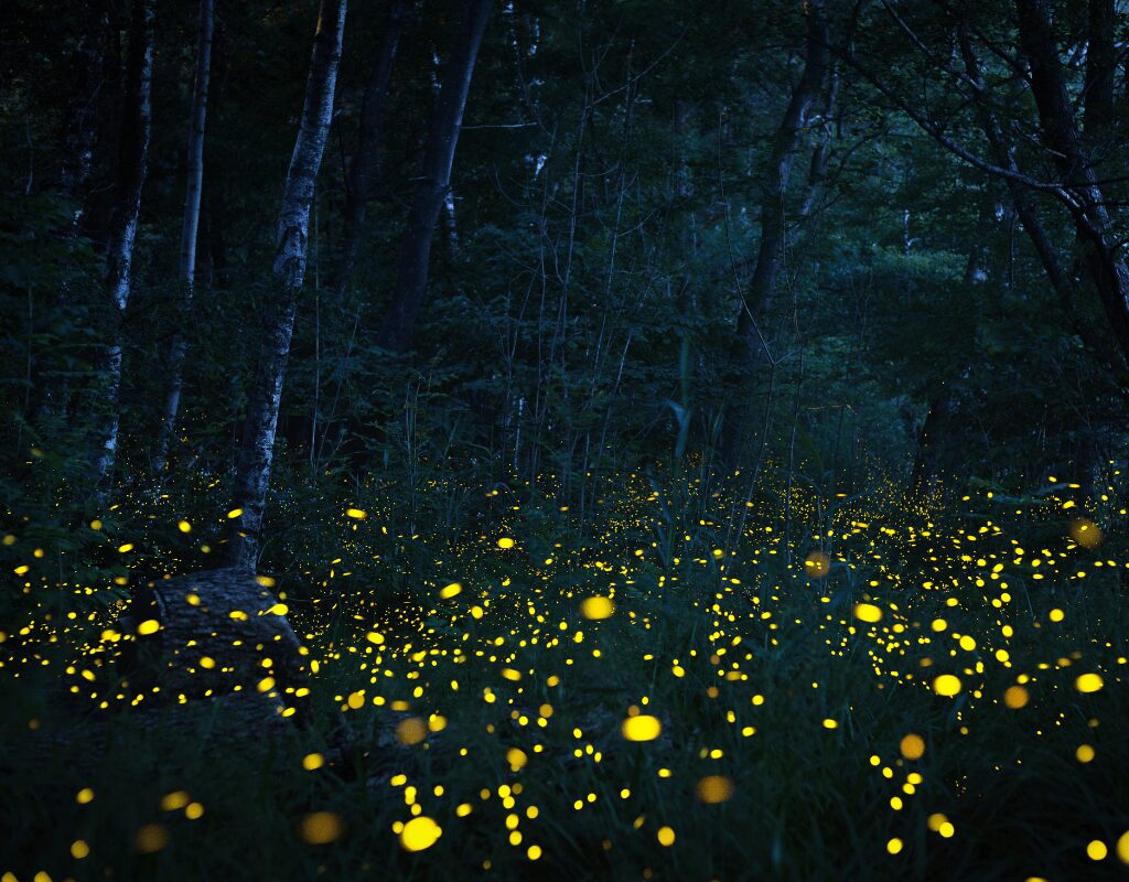 Firefly Viewing in Japan