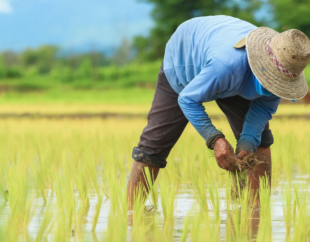 Farming Rice