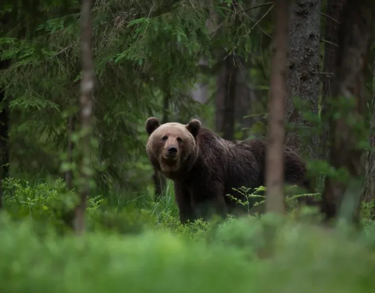 bear attack Japan