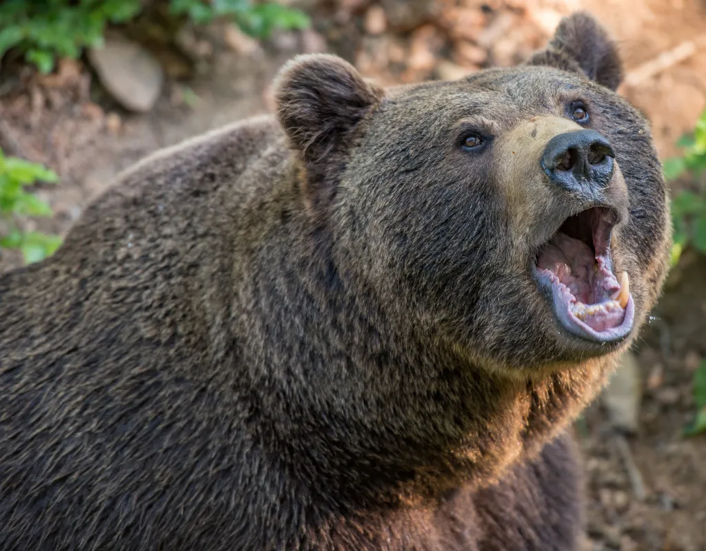 bear attack Japan