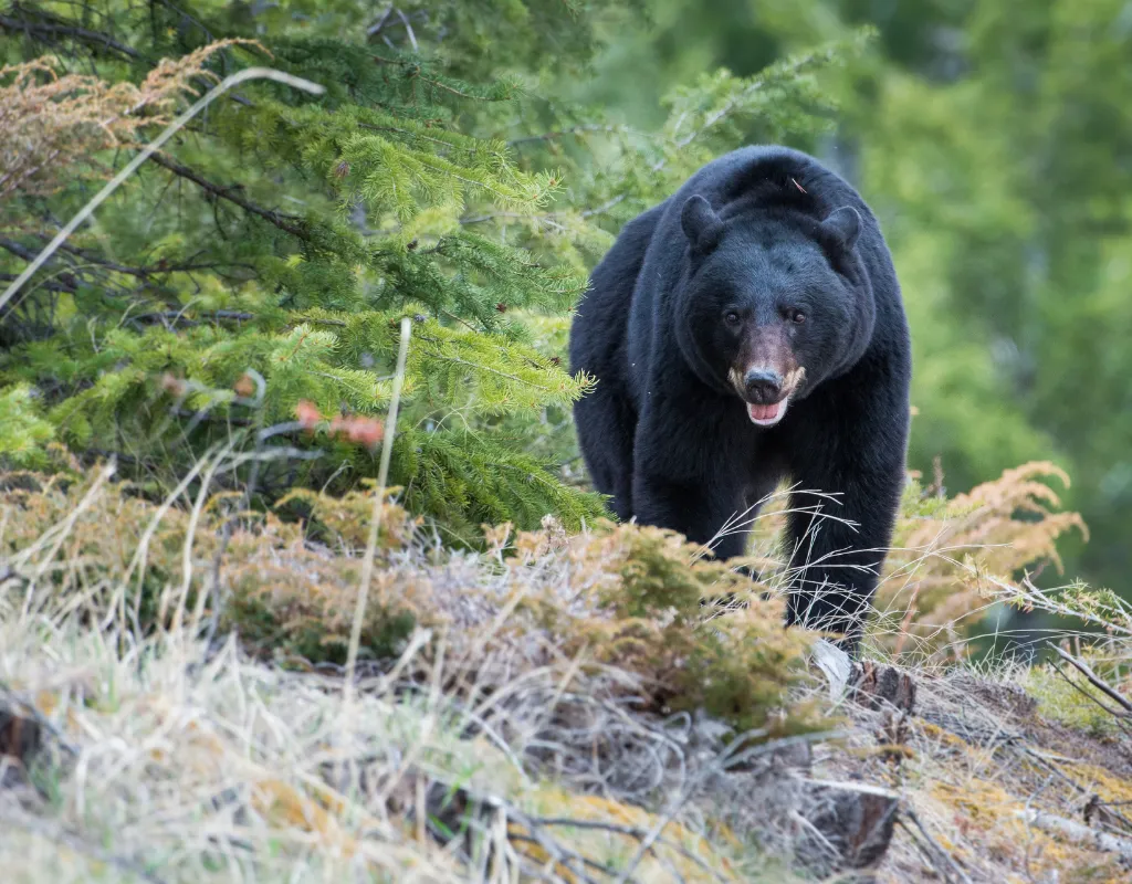 a black bear walking through the woods
