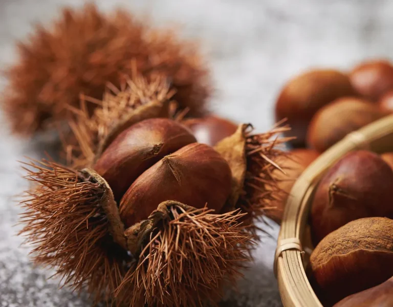 Chestnuts in Japan